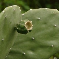 Opuntia cochenillifera (L.) Mill.